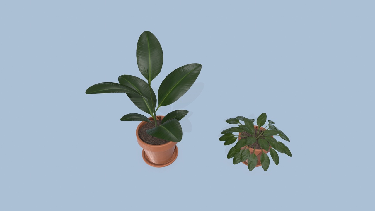 Media 1 for listing Plants