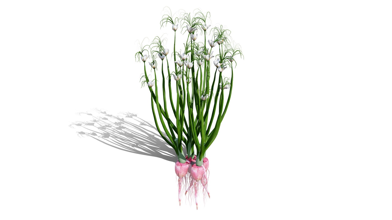 Media 1 for listing Rare Vegetable plants 02