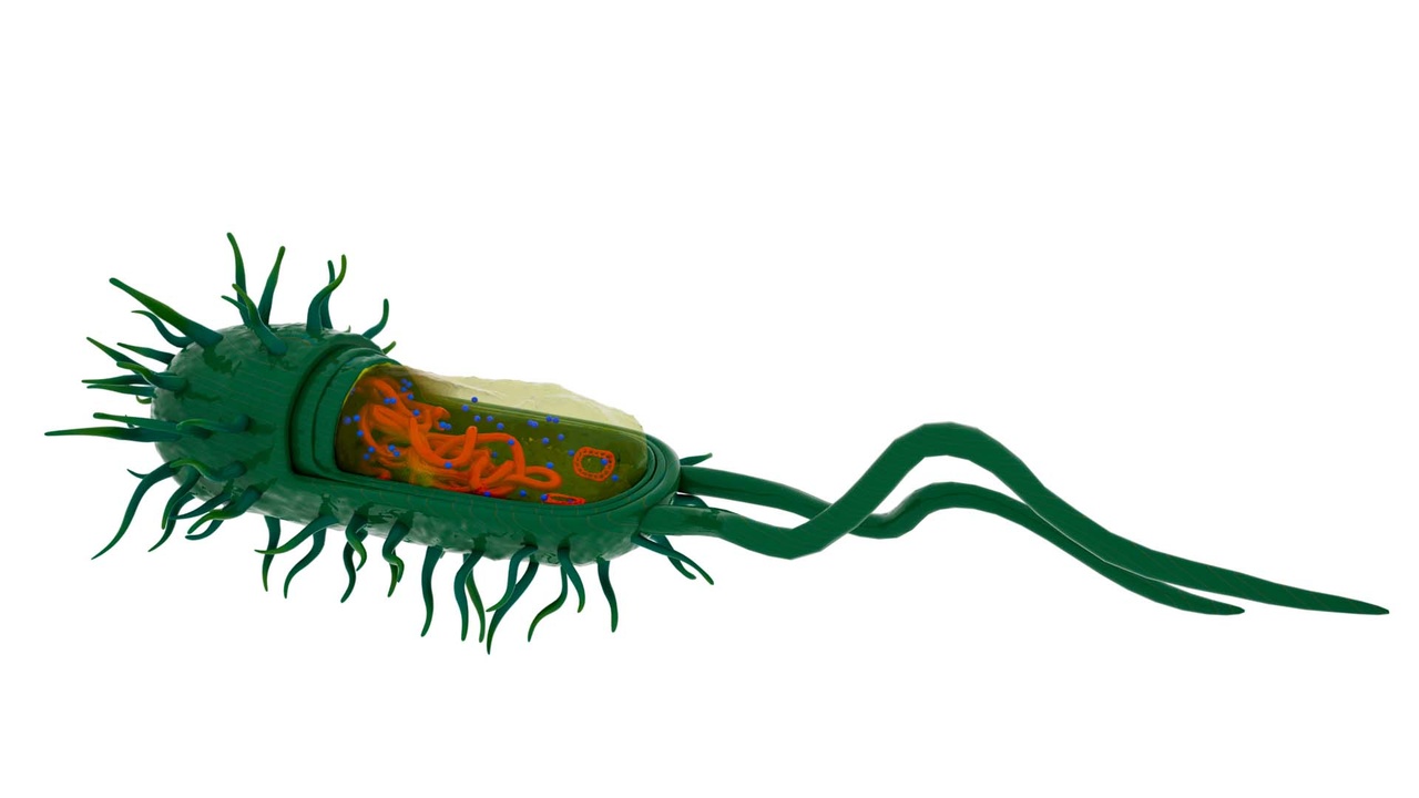 Bacterial Cell Structure 3D Model – Medical Science Educational Asset | Fab