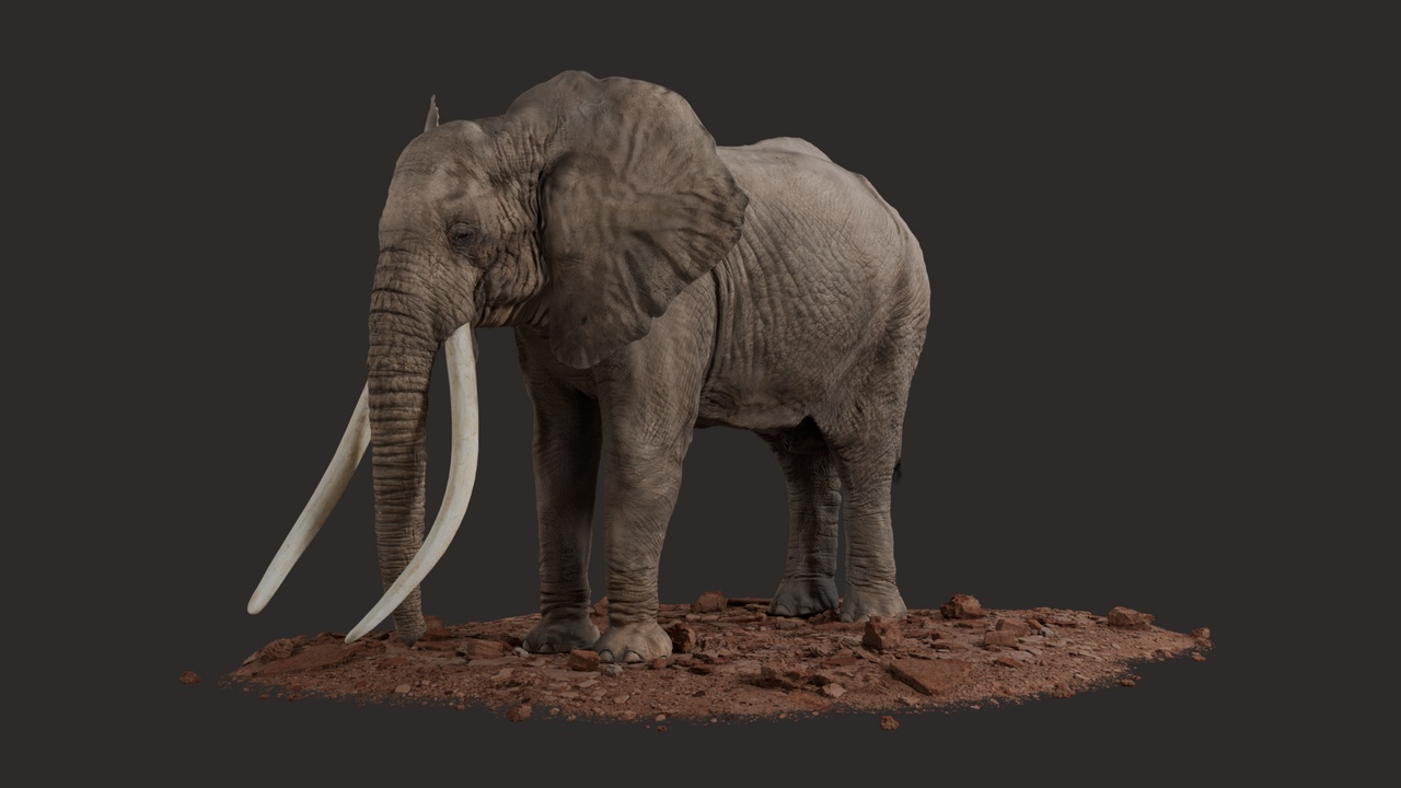 Media 1 for listing Rigged 3D Model - African Elephant (bull) - 8K Textures