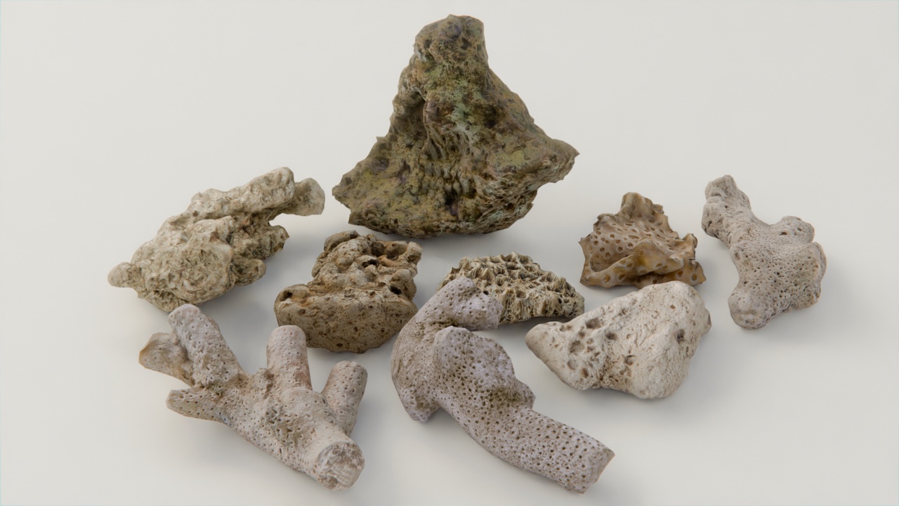 Media 1 for listing Sea Coral