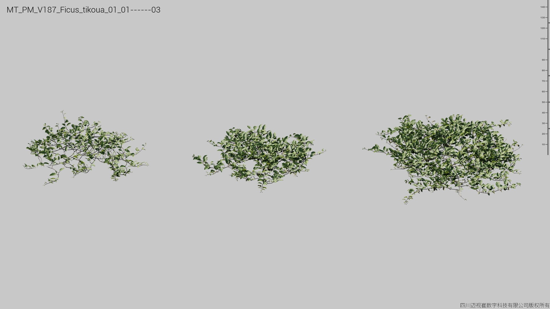 Media 1 for listing V180 Ficus tikoua