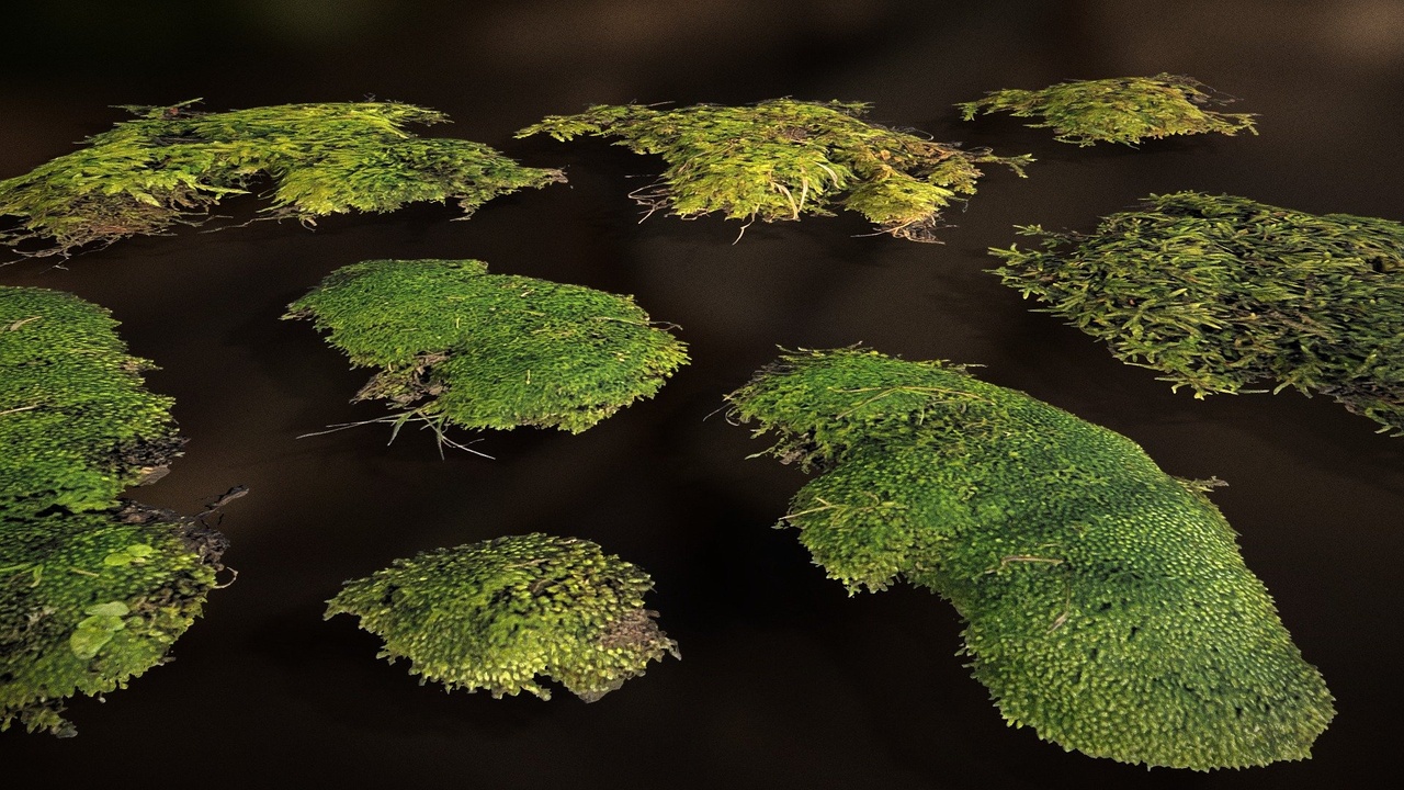 Media 1 for listing Moss Clumps