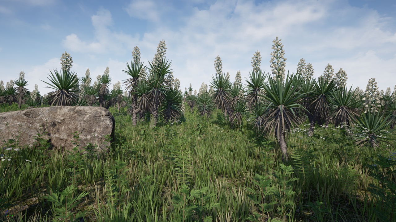 Media 1 for listing Yucca Pack (Yucca filamentosa)
