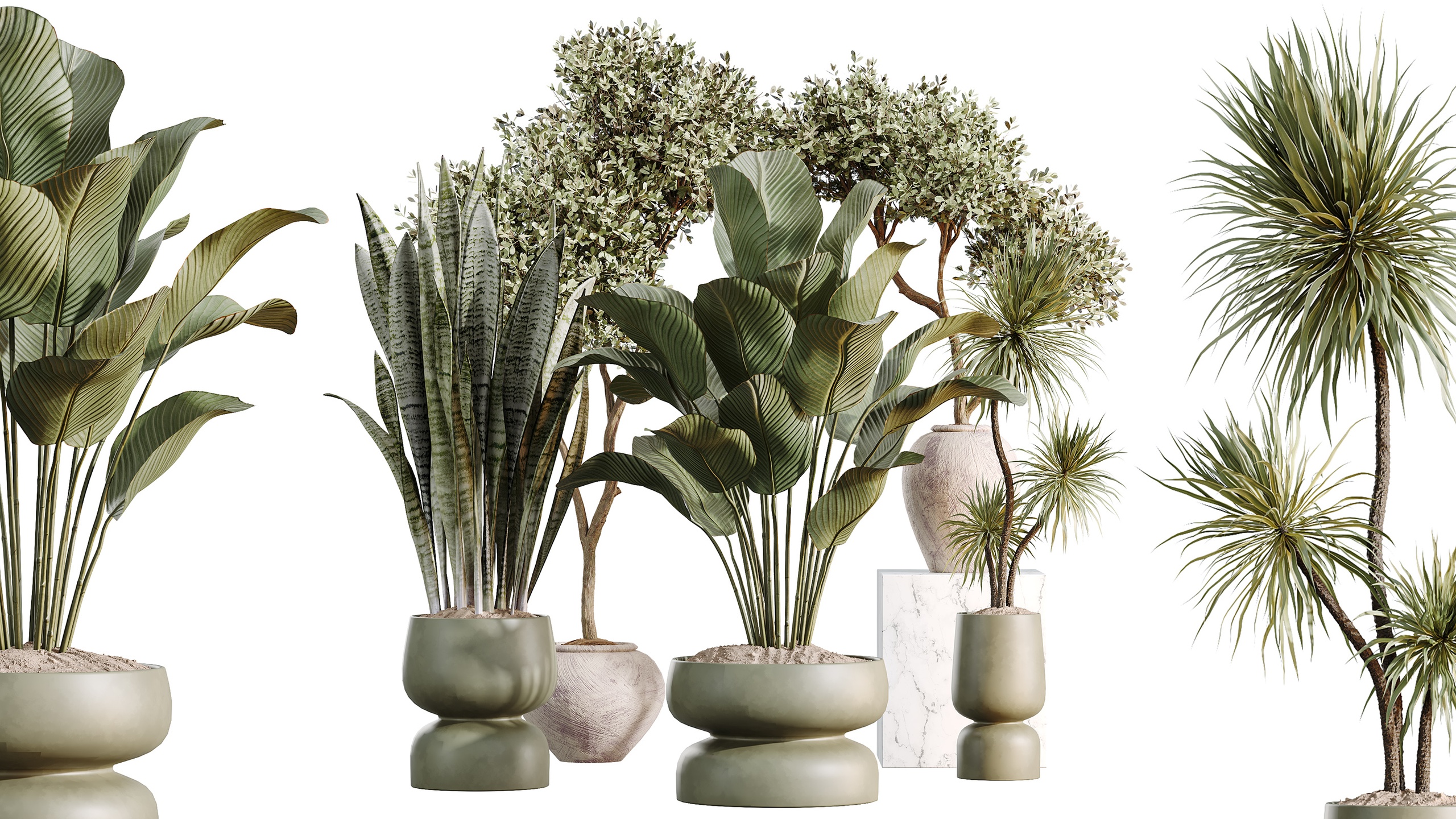 Media 1 for listing AV Indoor Plants Set 473 Yucca Calathea Lutea Sansevieria Olive