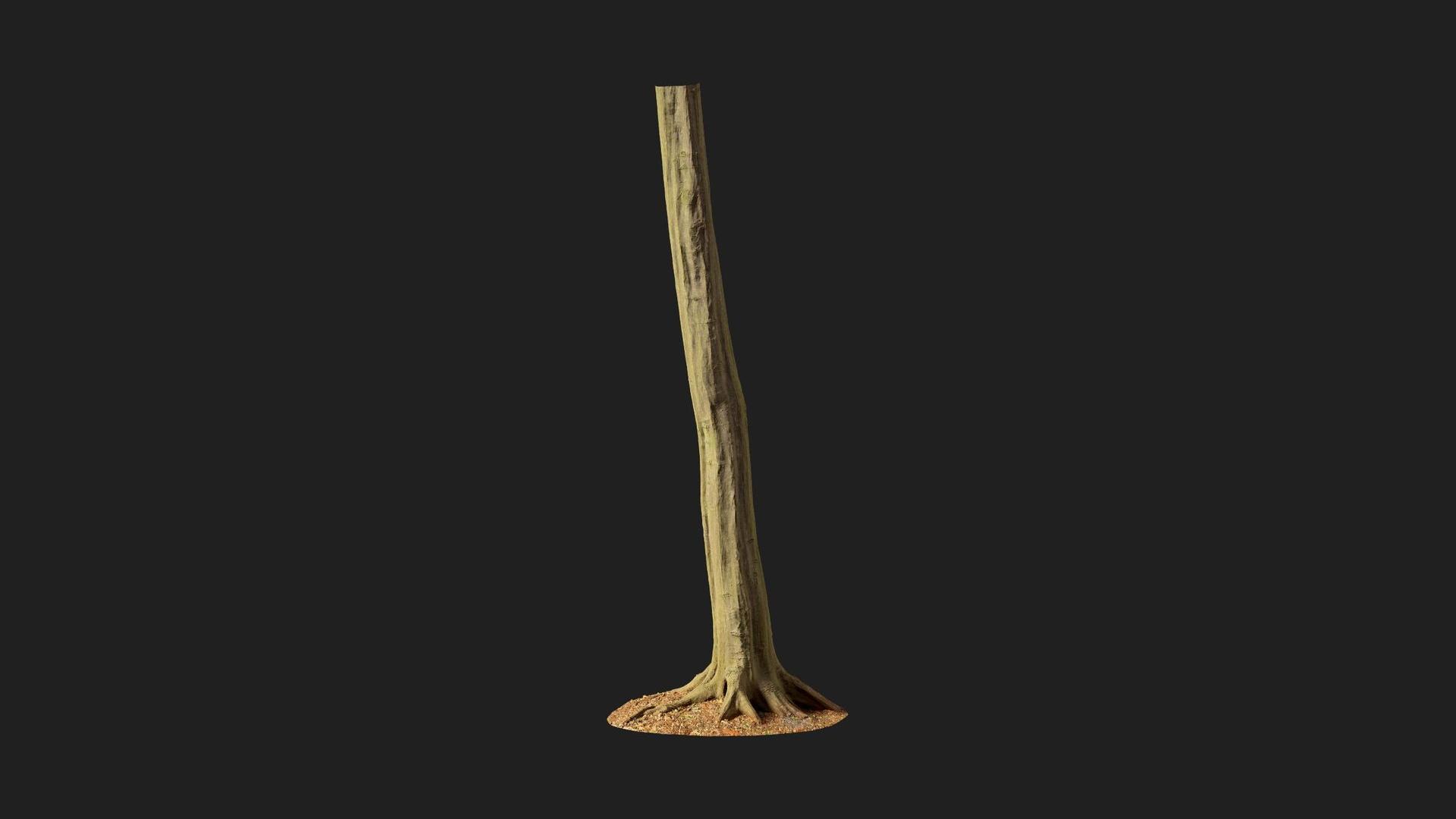 Hornbeam Tree Trunk | Fab