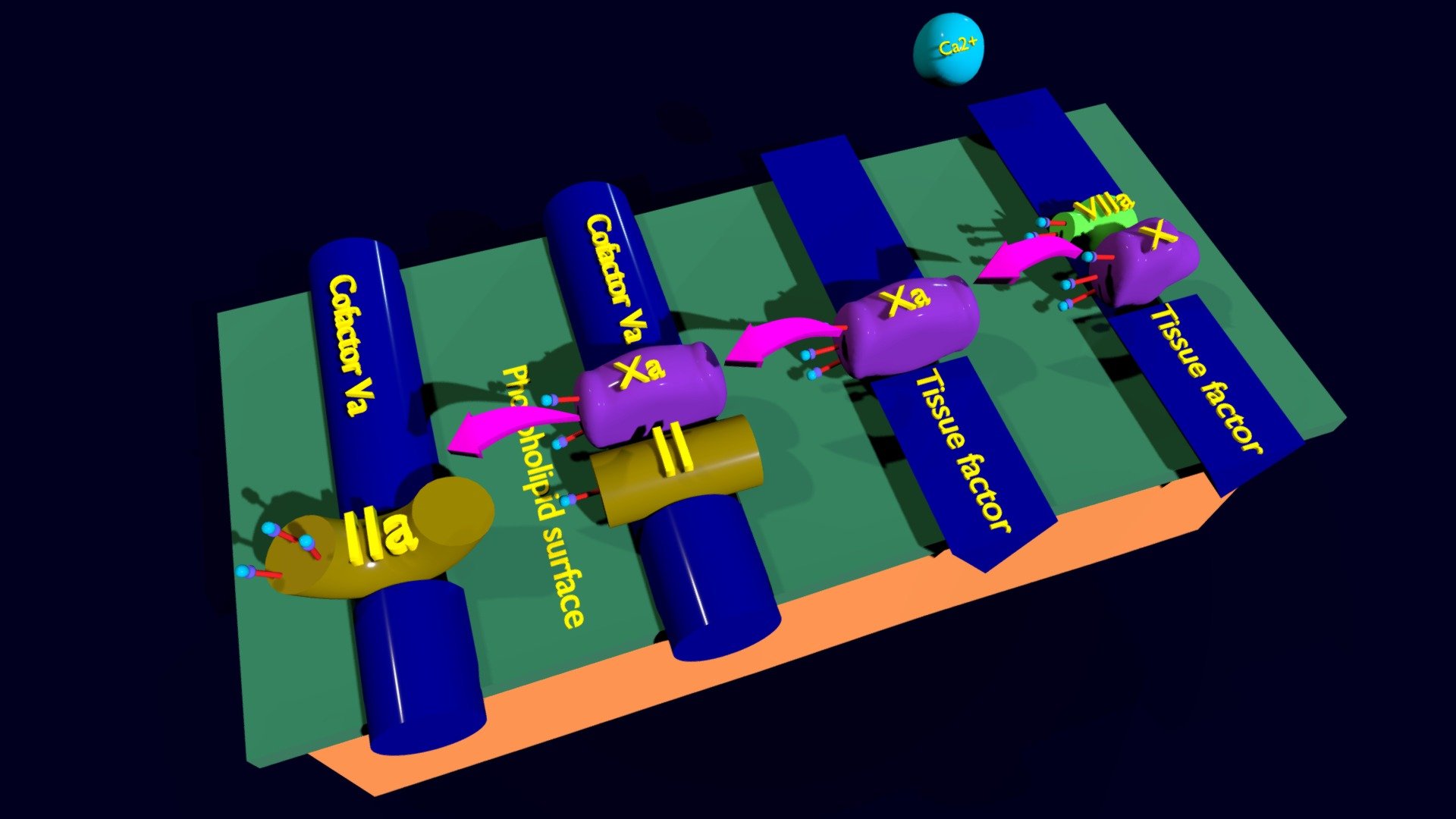 COAGULATION CASCADE COMMON PATHWAY | Fab