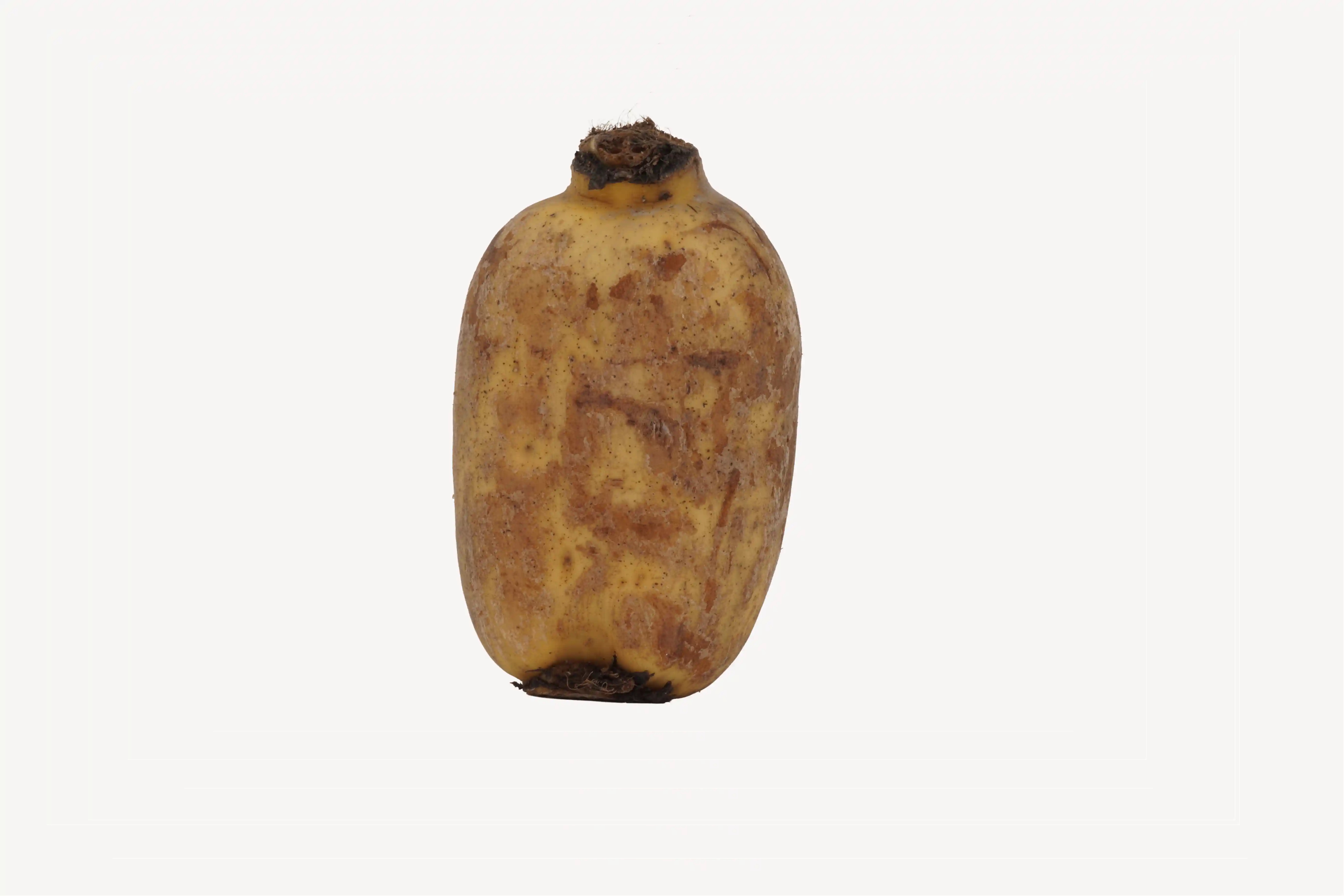 Fresh Lotus Root | Fab