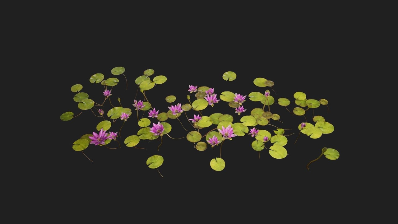 Media 1 for listing Rembrandt Water Lily