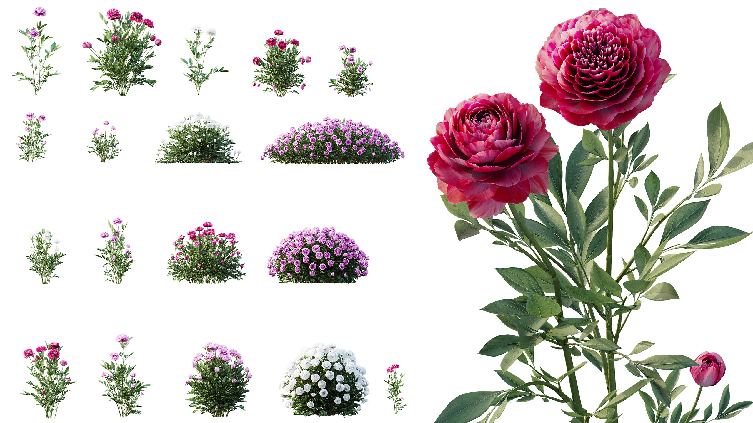 Media 1 for listing AV Plant Chinese Peony Paeonia Lactiflora Paeoniaceae