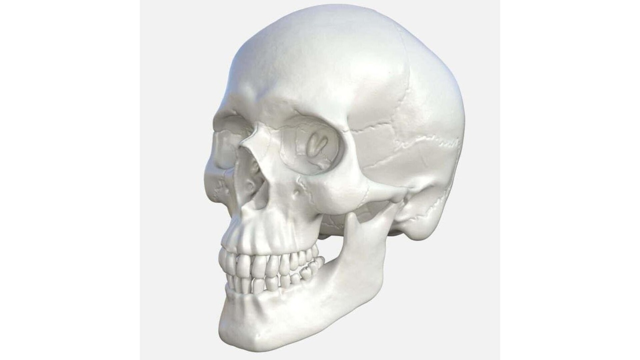 Media 1 for listing Human Skull 3D Model – Normal and Exploded View