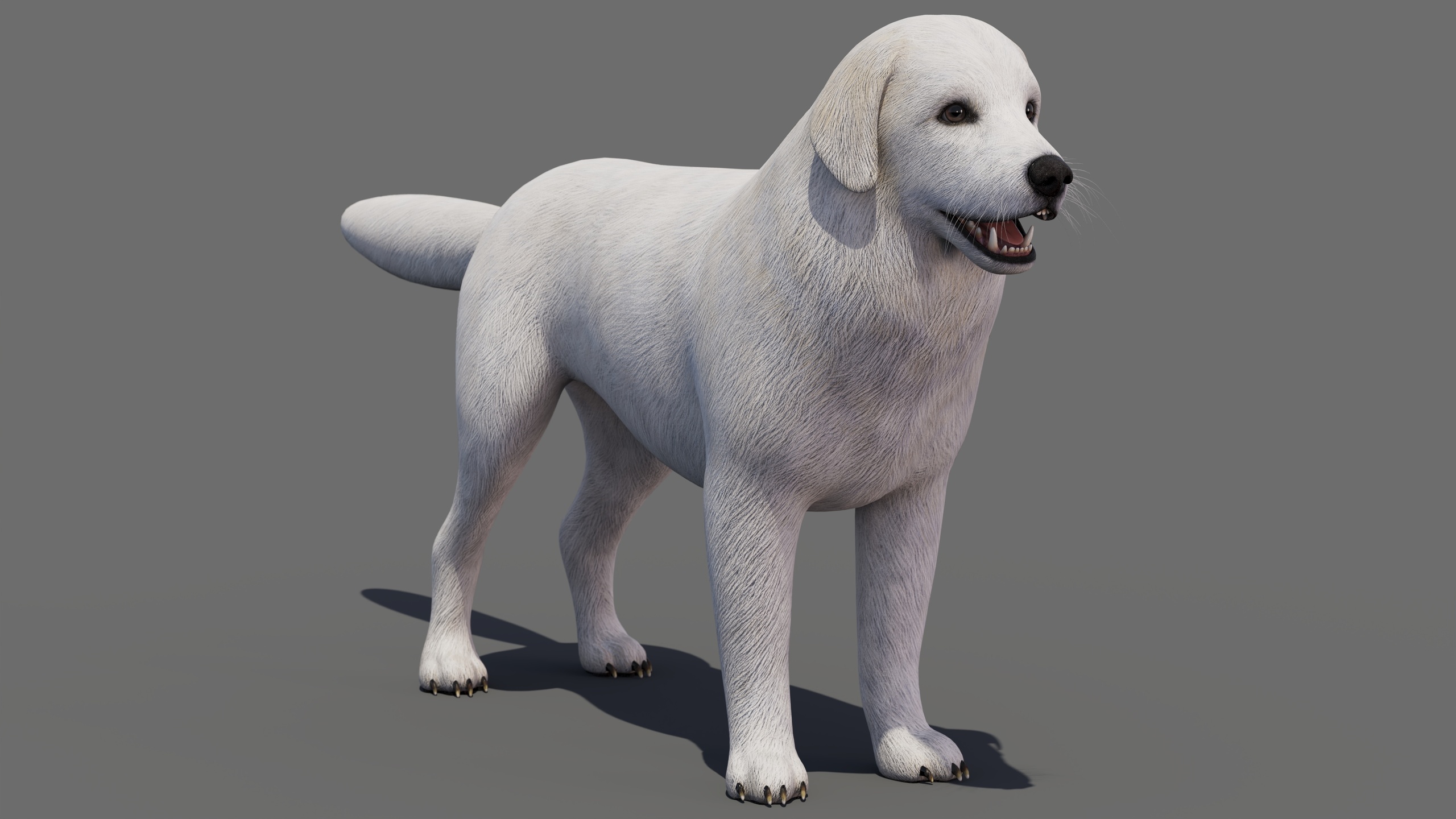 Media 1 for listing Great Pyrenees Dog 3D Model