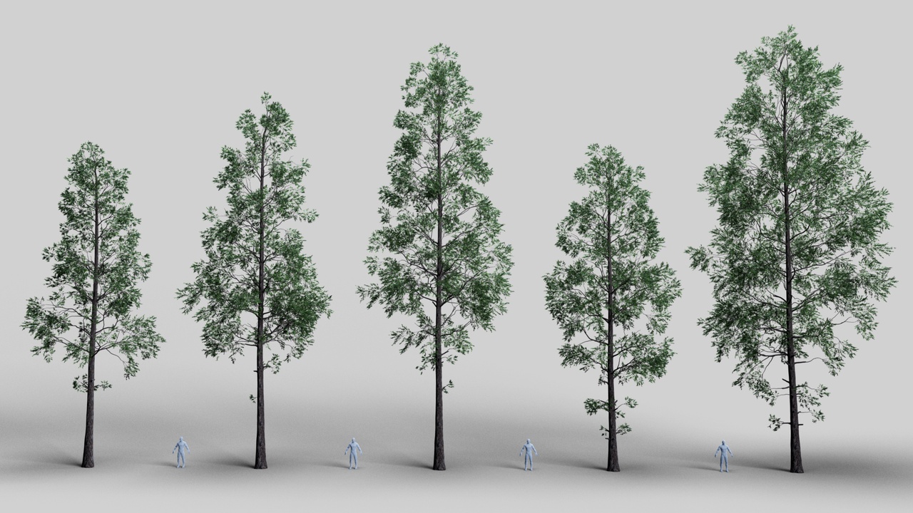 Media 1 for listing Pinetree