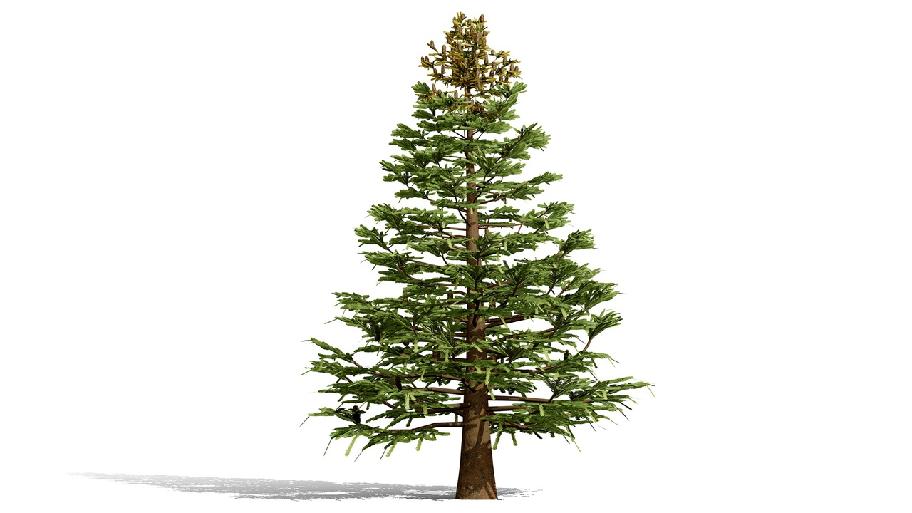 Media 1 for listing North American Firs Pack