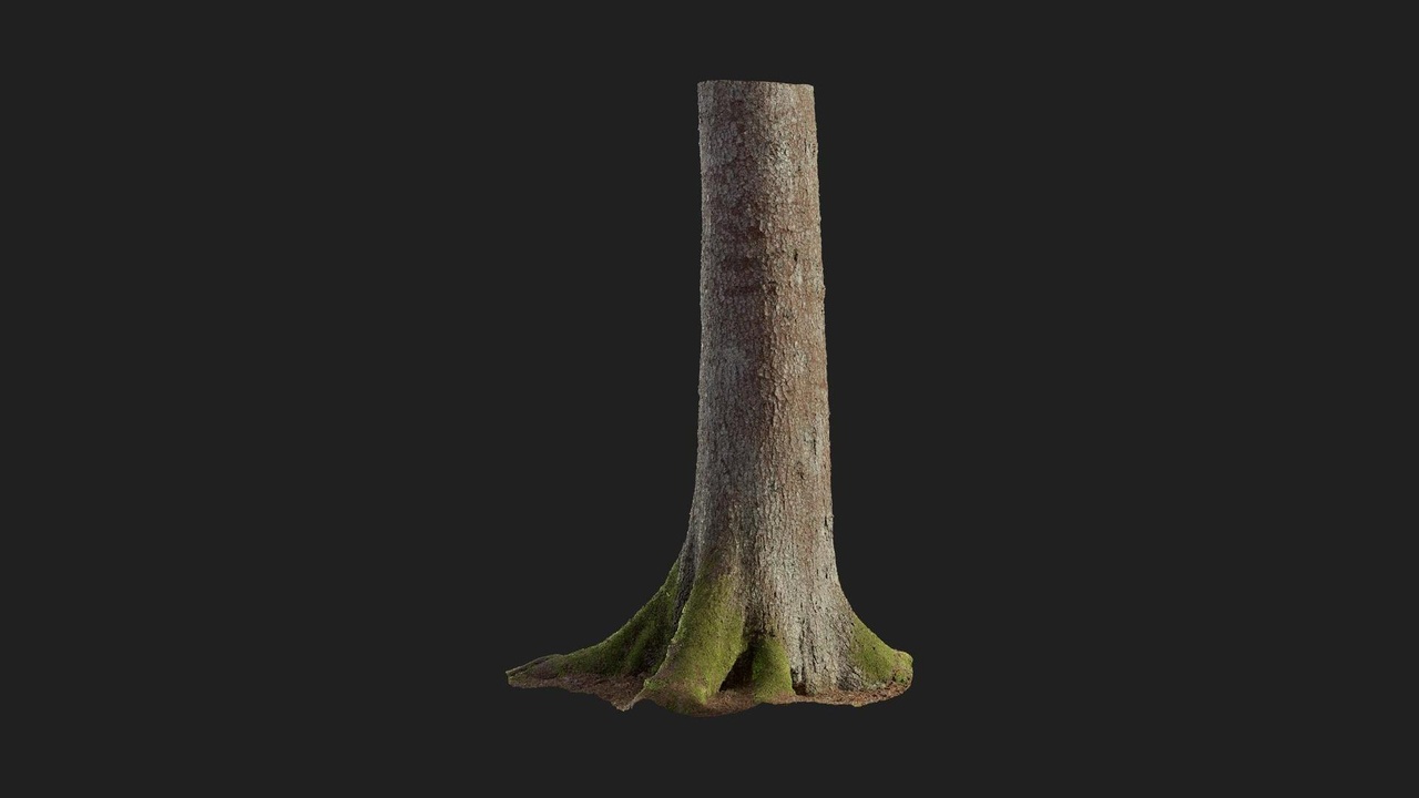 Spruce Tree Trunk | Fab