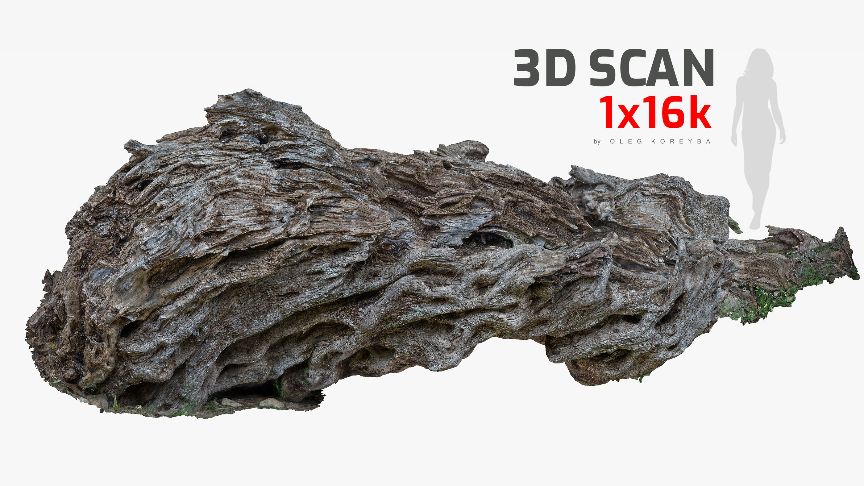 Fallen Giant Ancient Dead Olive Tree #2 RAW 3D Scan 4x16k / 1x16k ...