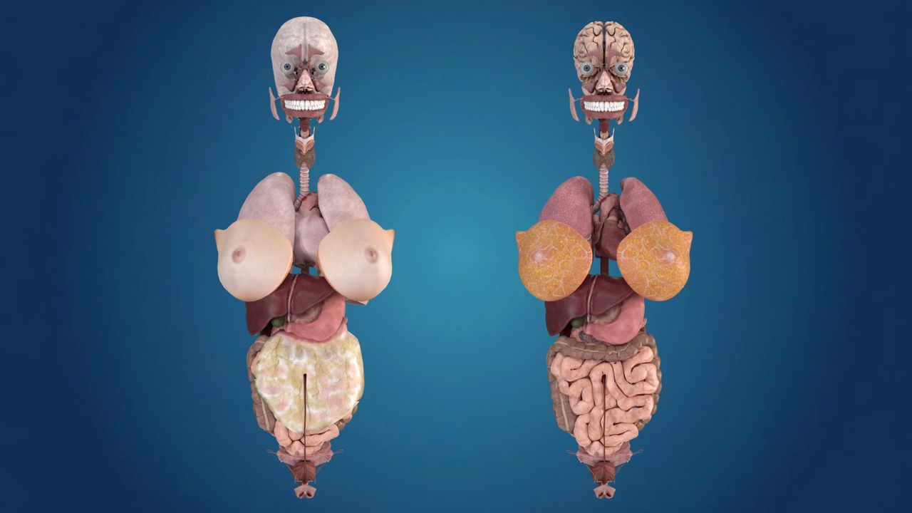 Media 1 for listing Detailed Female Human Anatomy (3D Model)