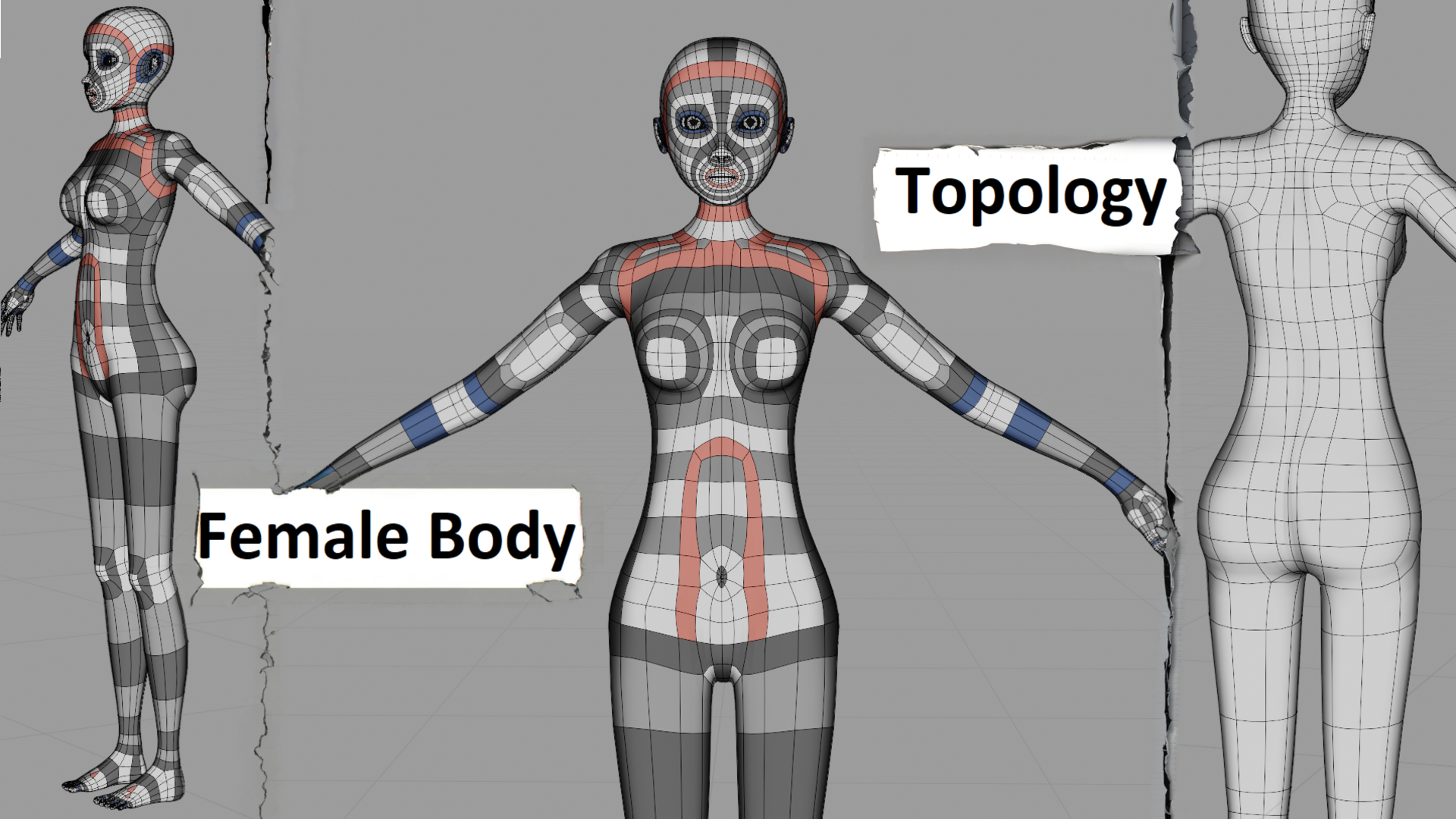 Female Body - Topology | Fab