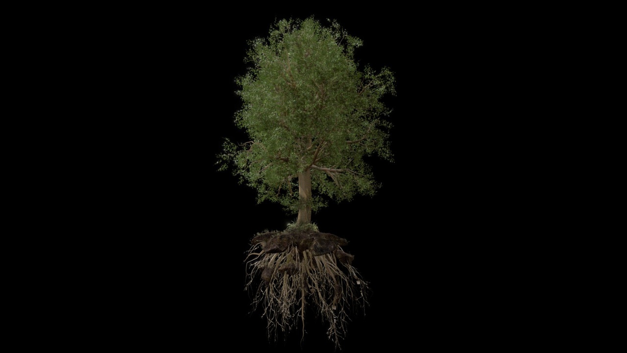 Media 1 for listing TREE