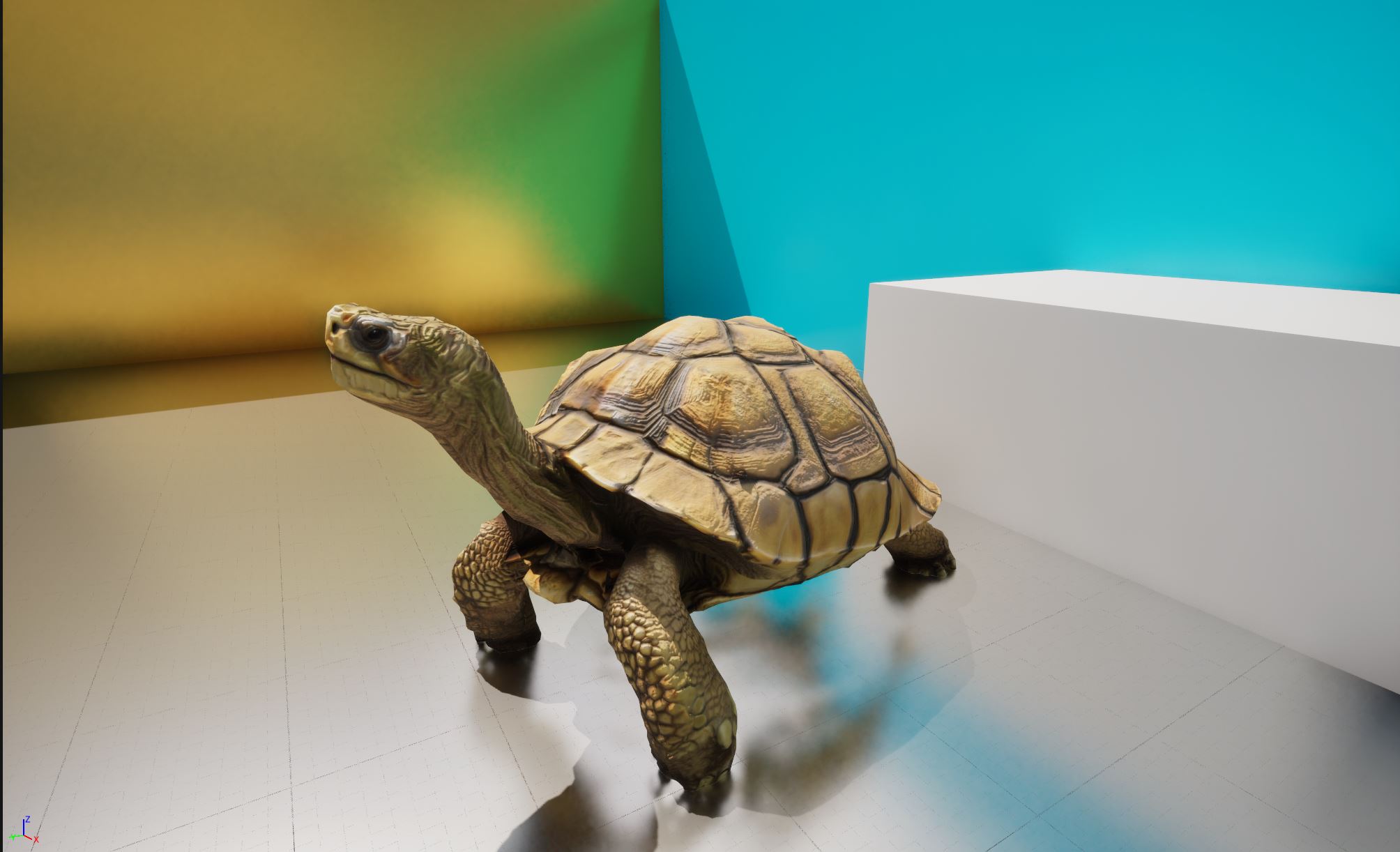 Realistic Land Turtle 2 Low Poly | Fab