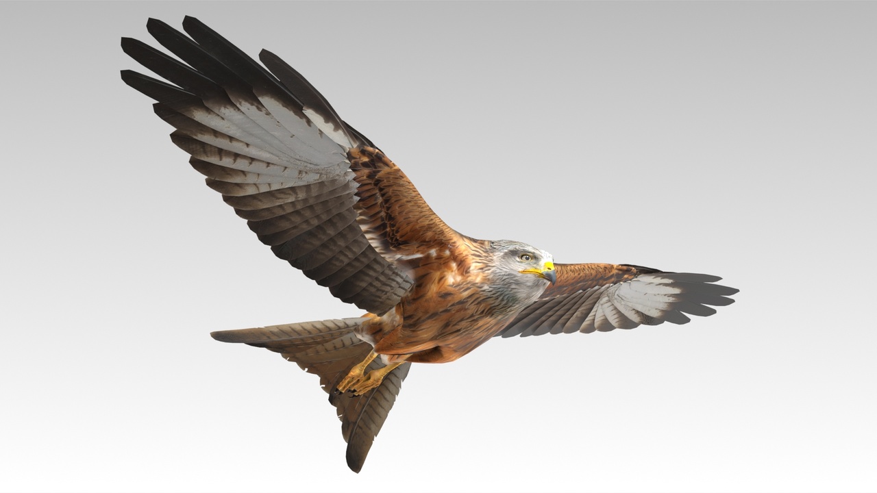 Media 1 for listing Red Kite