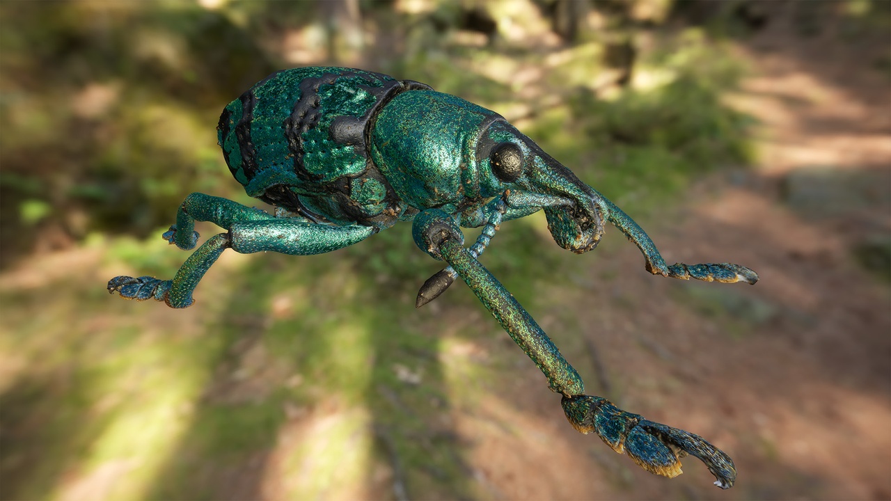 Macroscan (rigged) - Teal Weevil beetle (Eupholus chevrolati) | Fab