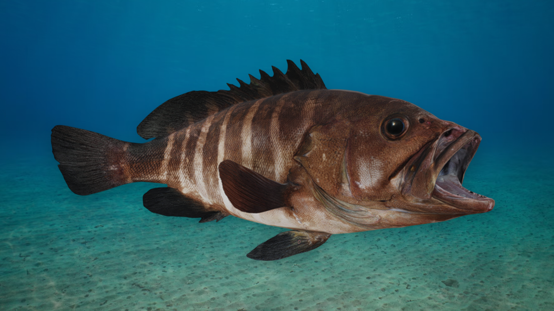 Bar Cod - Banded Rock Cod Animated | Fab