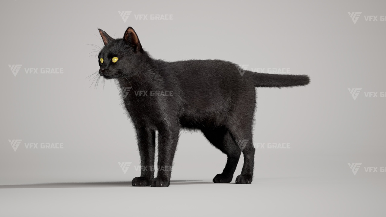 Media 1 for listing Realistic Black Cat 3D Model for Unreal Engine 5 – Groomed, Rigged & Animation