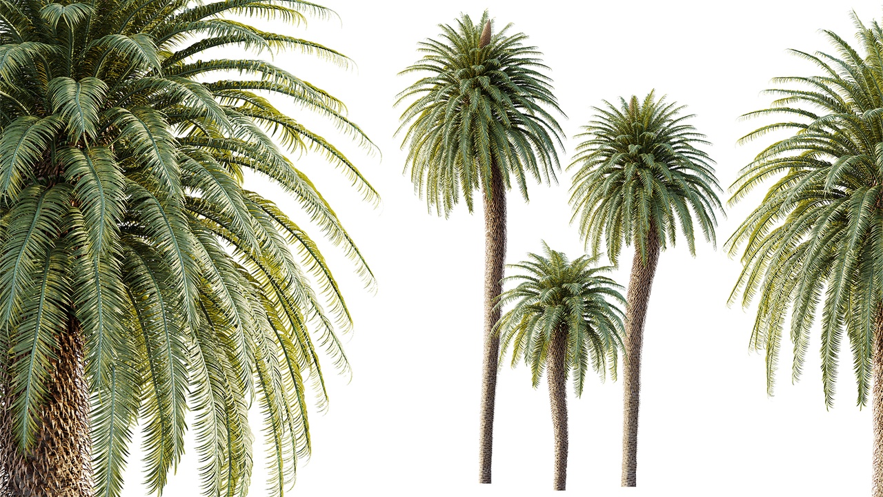 Media 1 for listing AV Plant Cycas Revoluta Palmfarn Palm Tree 01