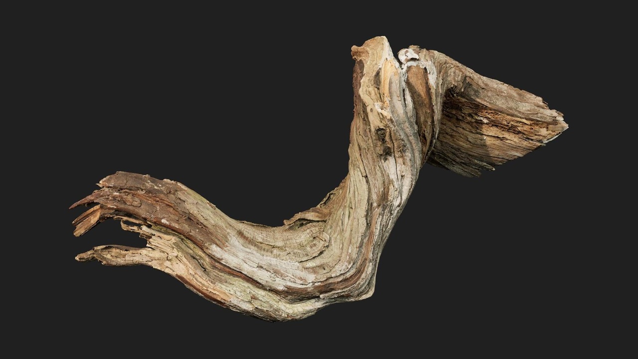 Media 1 for listing Coast Rauk Scatter Branch Dead S 01