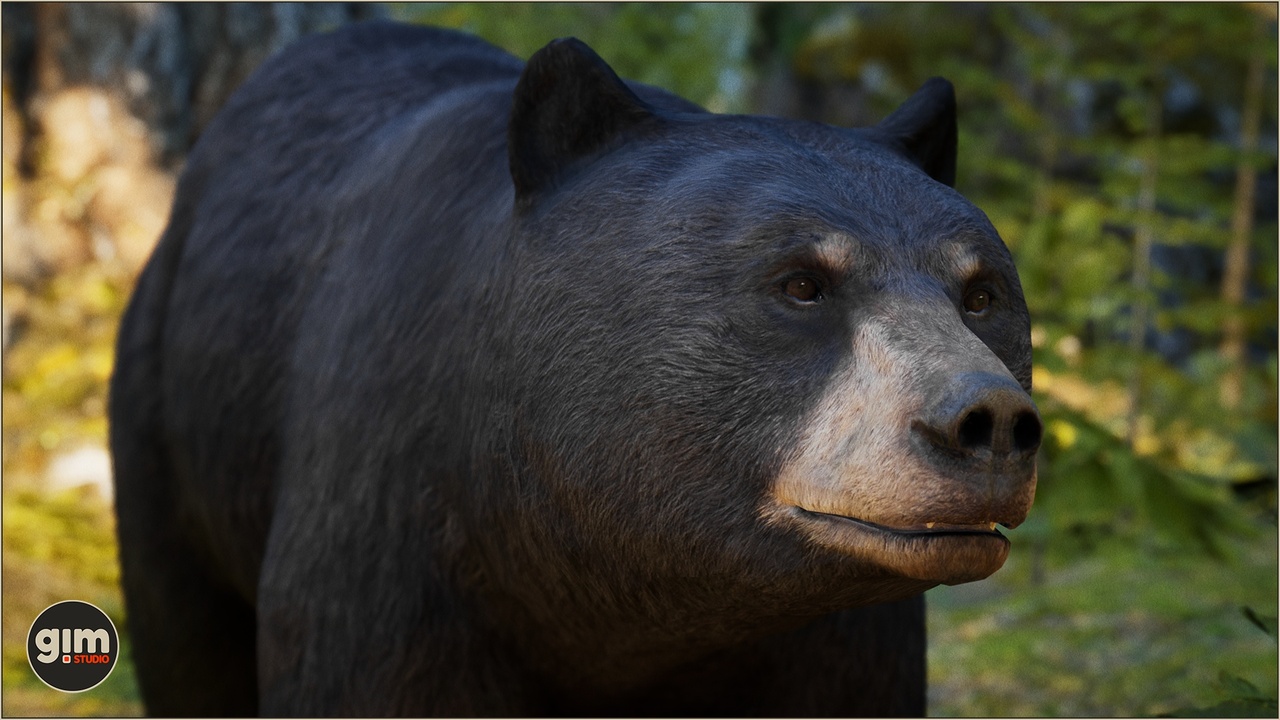 Media 1 for listing Animalia - Black Bear (female)