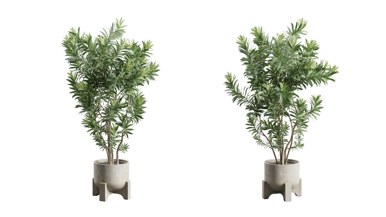 Media 1 for listing Dracaena Reflexa in Concrete Planter