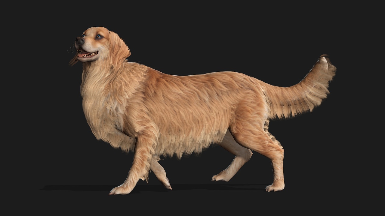 Media 1 for listing Dog_B1