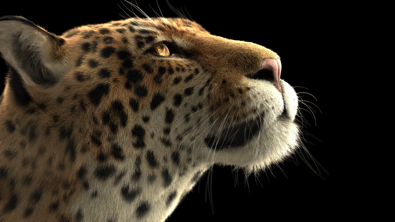 Media 1 for listing Jaguar (ANIMATED) Maya Xgen-Core
