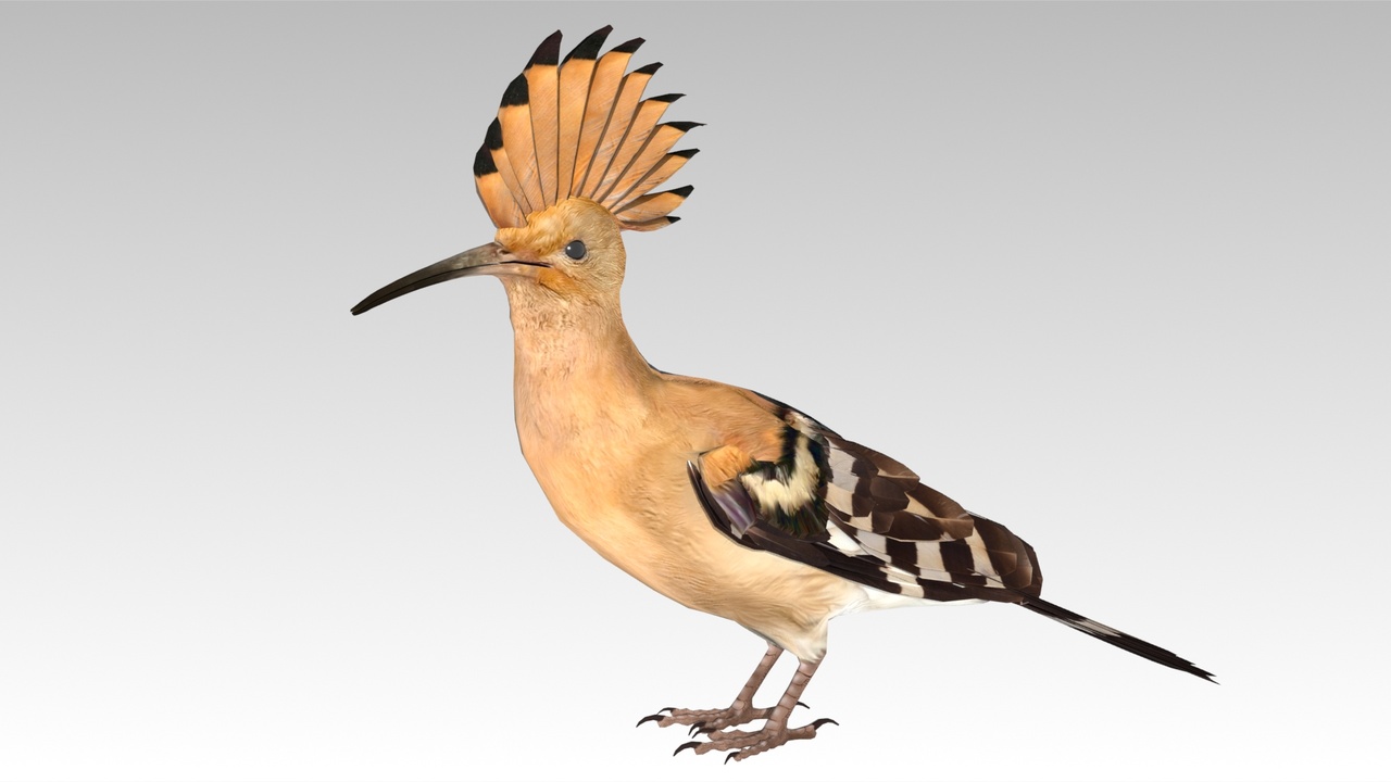 Media 1 for listing Hoopoe