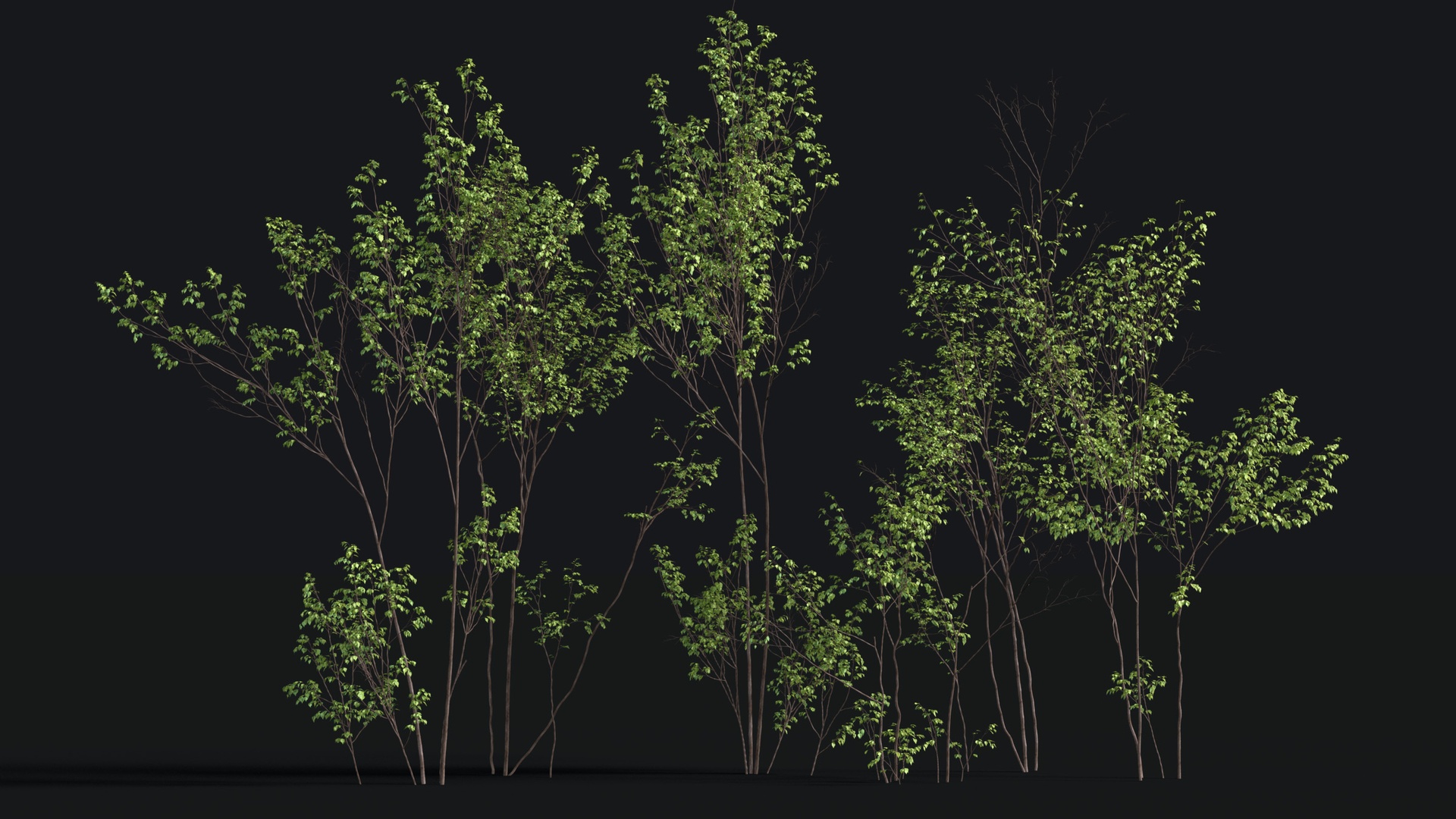 Media 1 for listing Japanese Small Tree 16