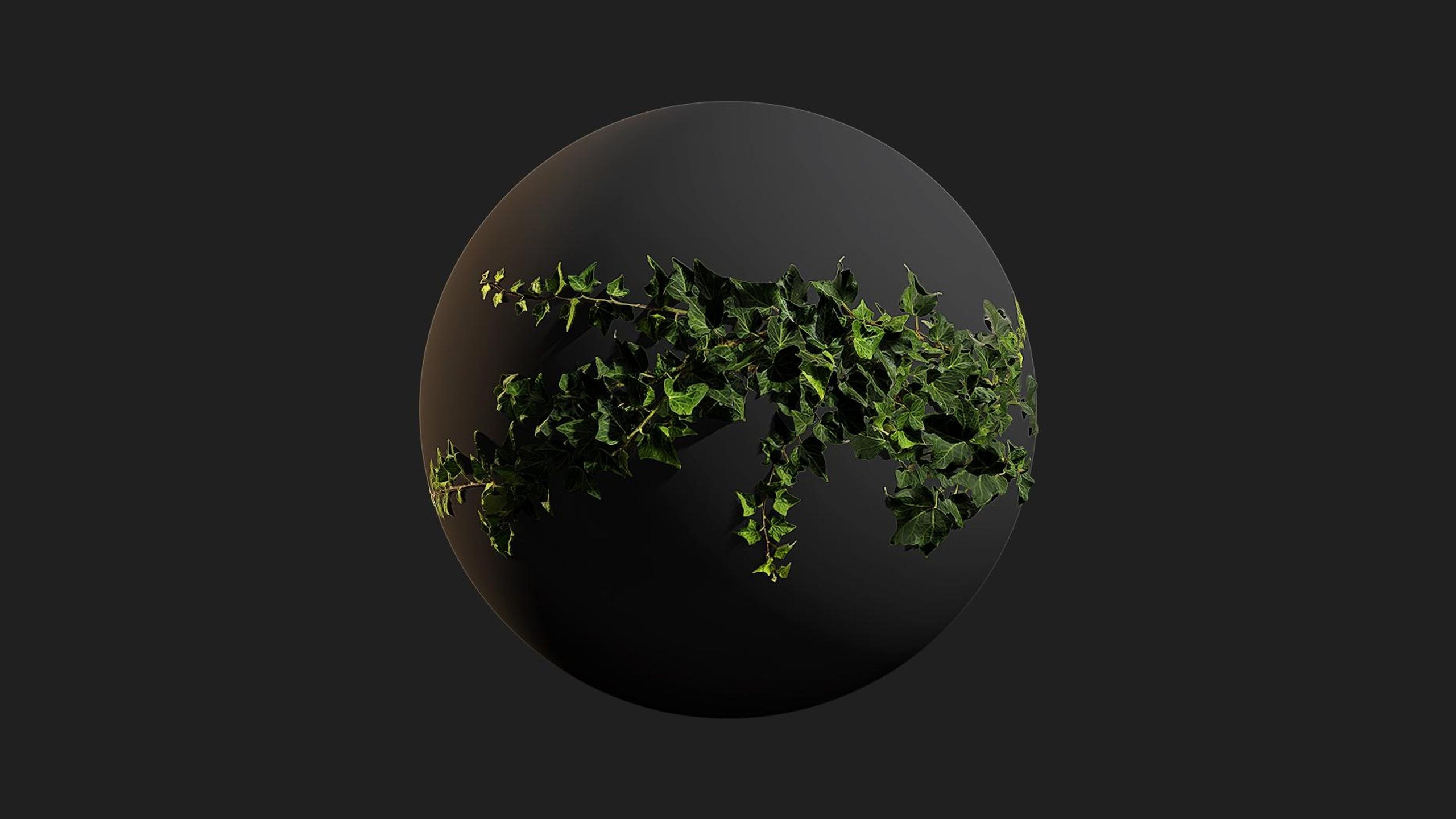 Media 1 for listing Ivy
