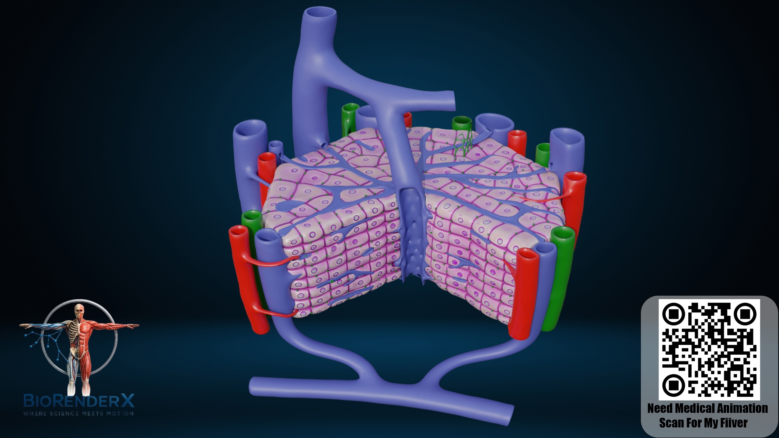 Media 1 for listing Microscopic Anatomy Of The Liver 3D Model