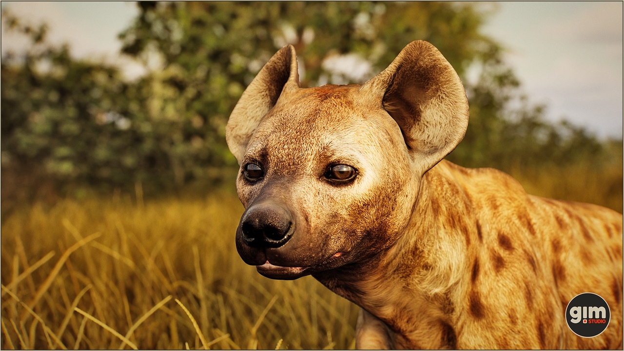 Media 1 for listing Animalia - Spotted Hyena (male)