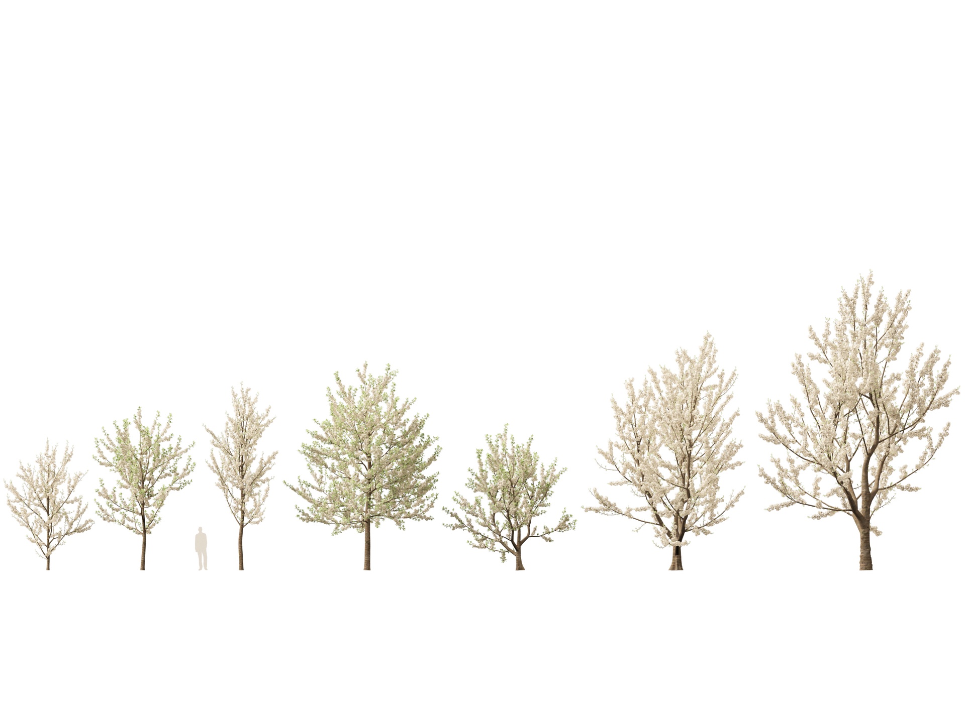 Media 1 for listing (Highpolylow Poly) Prunus Avium - Sweet Cherry