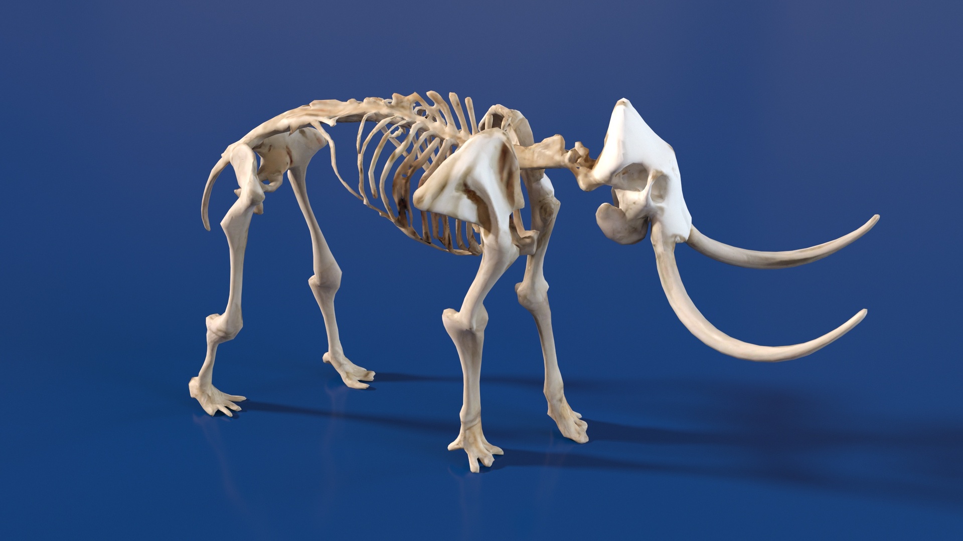 Media 1 for listing Prehistoric mammoth skeleton with prominent curved tusks Free Low-poly 3D model