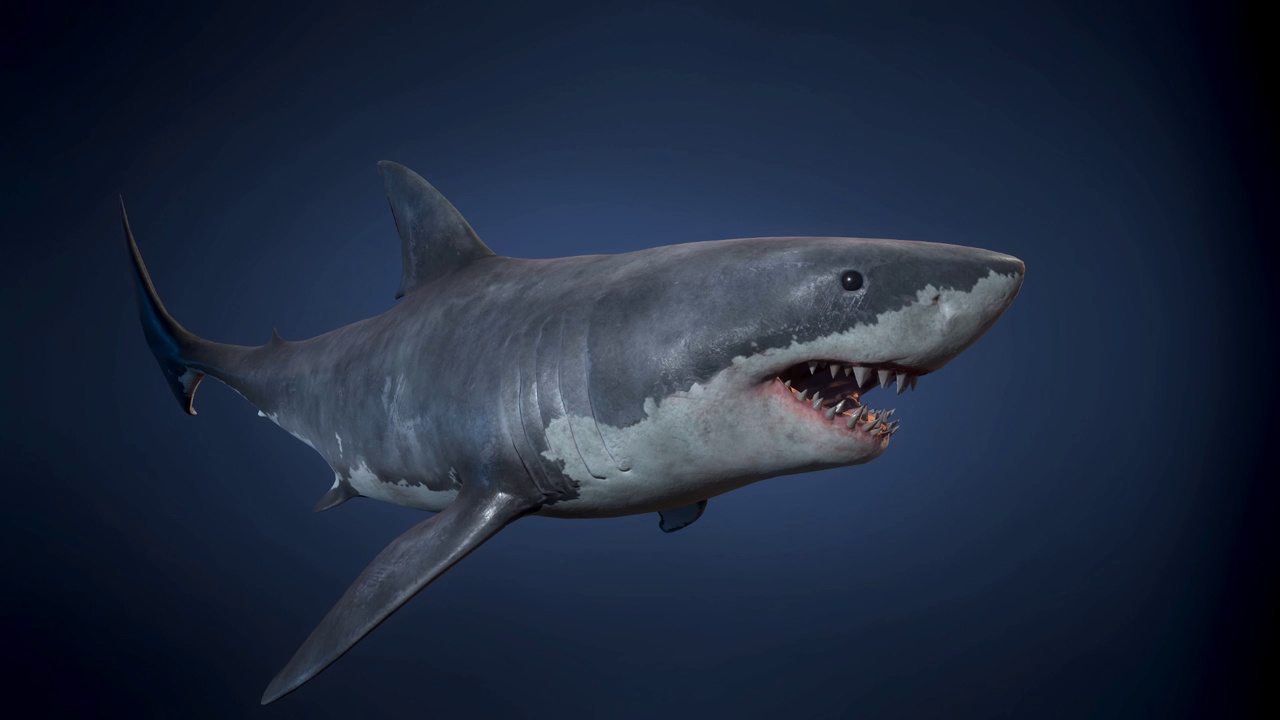 Media 1 for listing Great White Shark