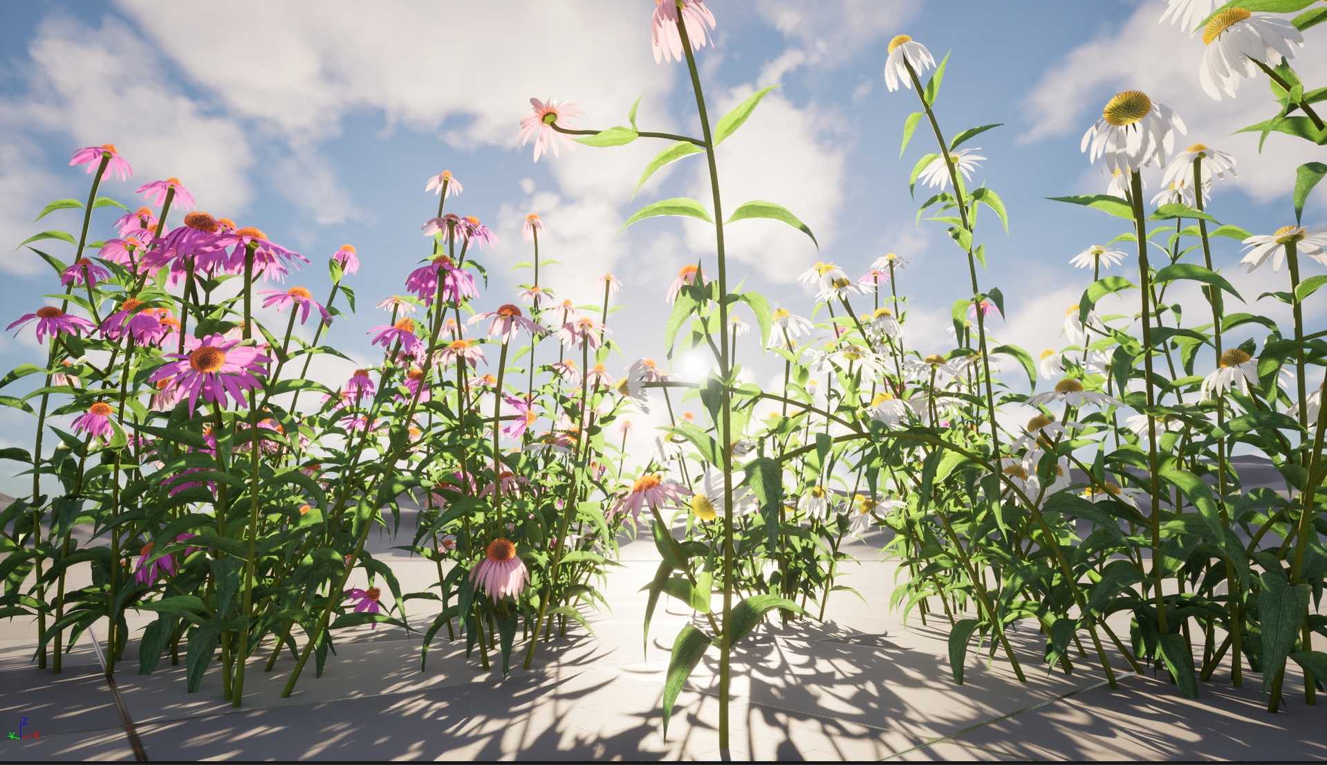 Media 1 for listing Nanite Wind Flower - Echinacea Purpurea Purple Coneflower