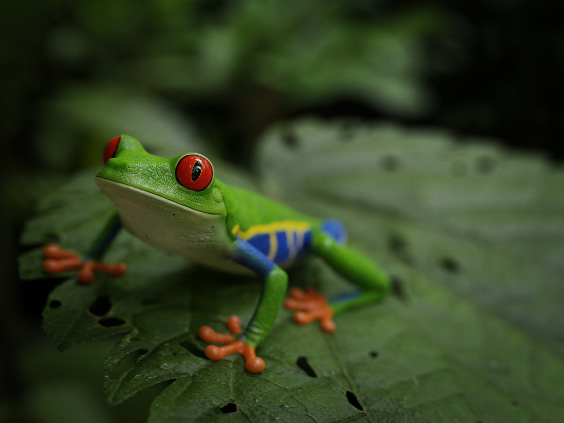 Red-eyed tree frog | Fab