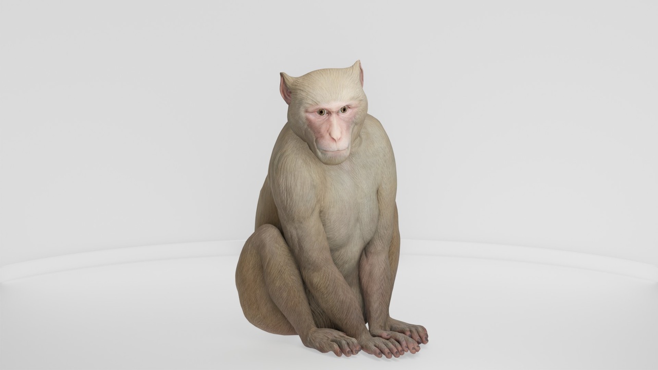 Media 1 for listing Realistic Primate Monkey