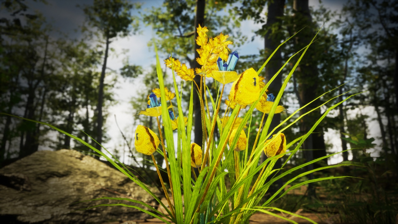Media 1 for listing Yellow Fantasy Forest - 6 Sunburst Gem Fern Grass Plant