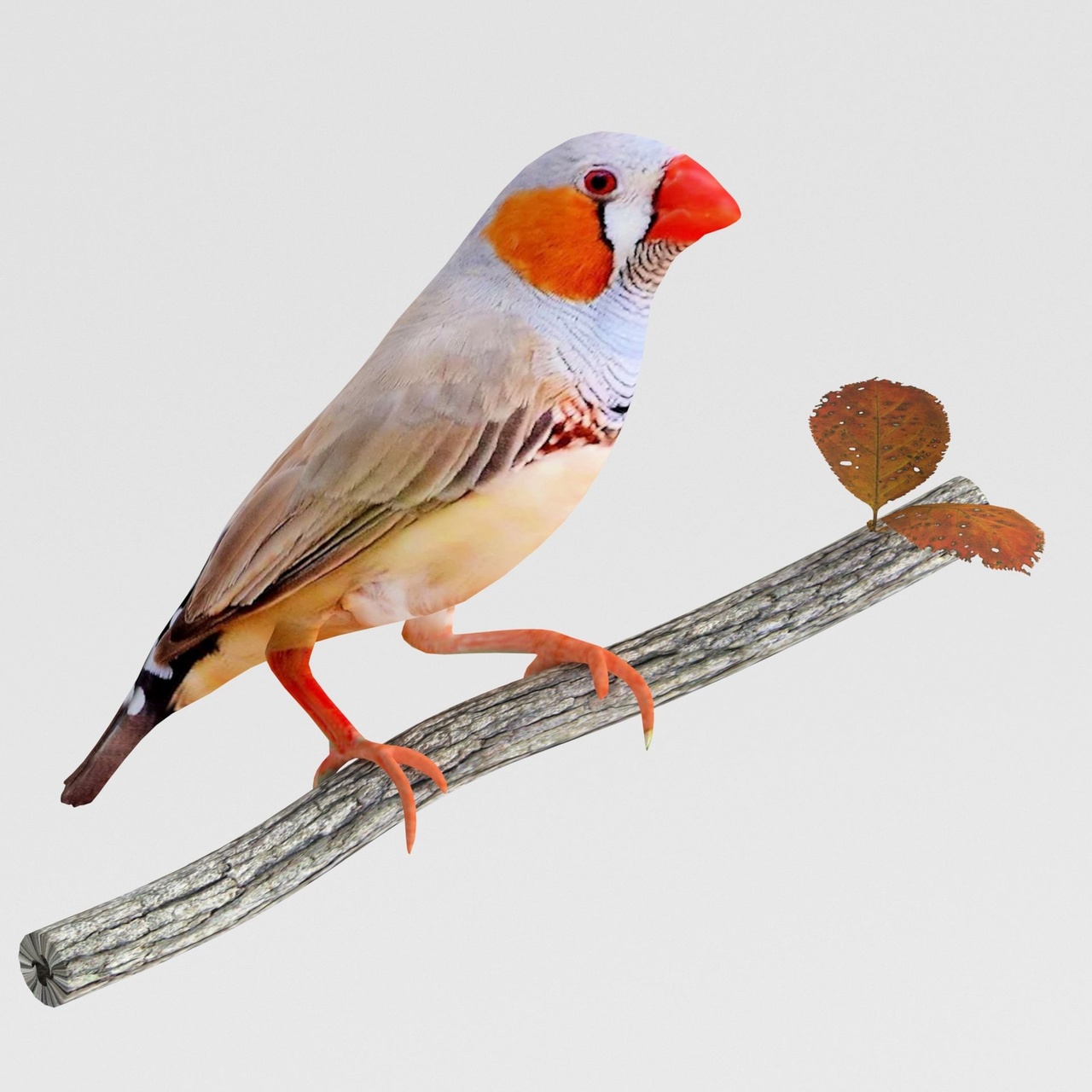 Media 1 for listing Zebra Finch