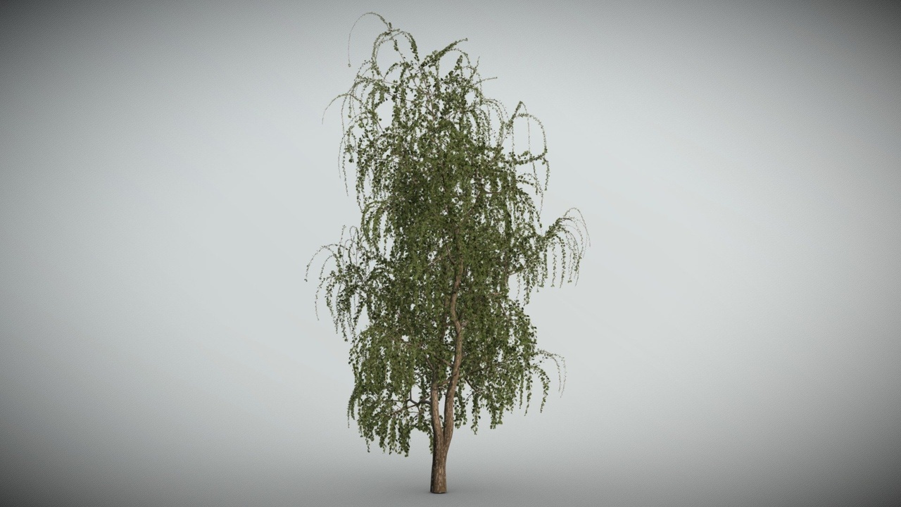Media 1 for listing Birch_tree_03
