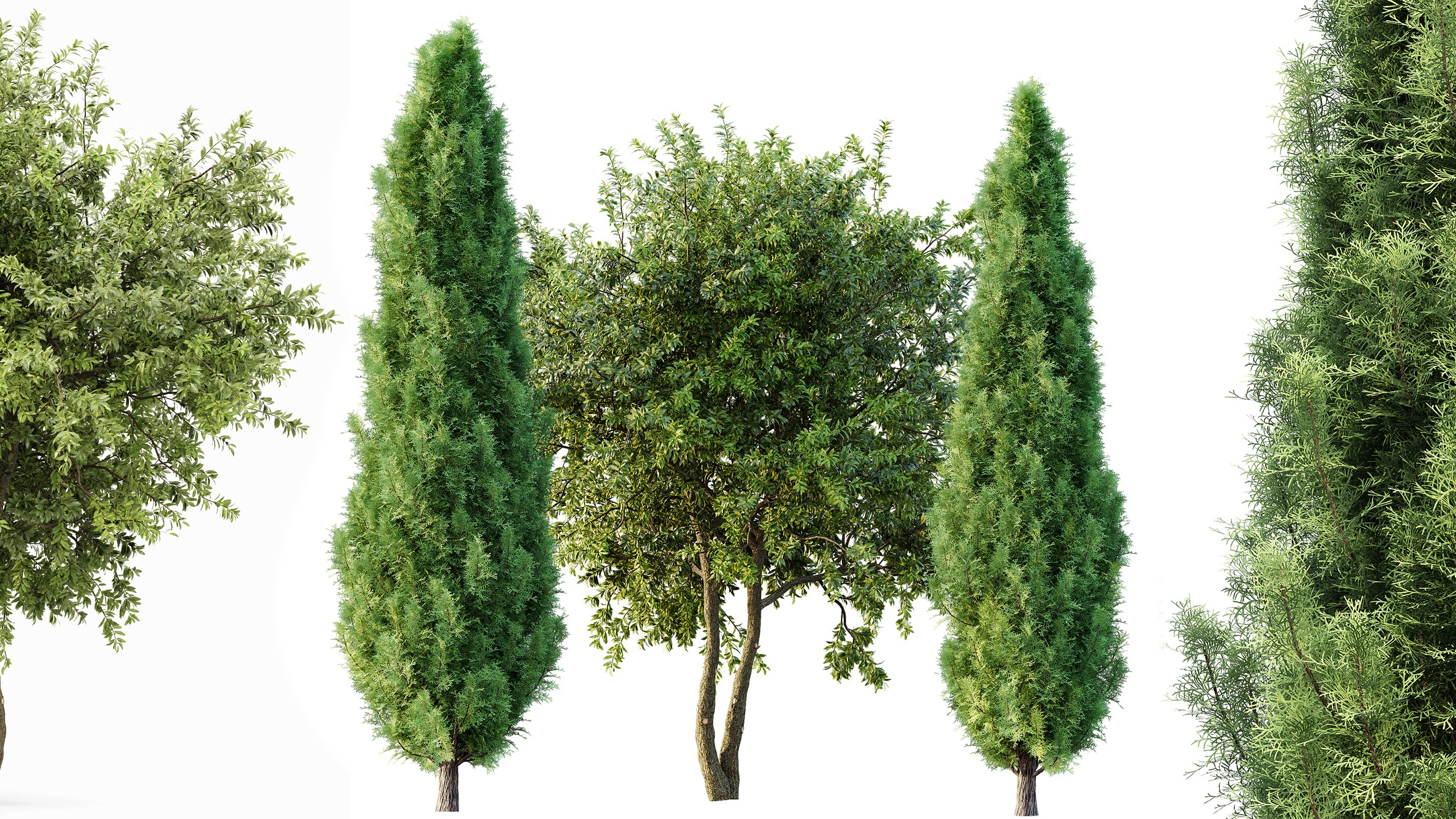 Media 1 for listing AV Water gum and Mediterranean Cypress 3Trees