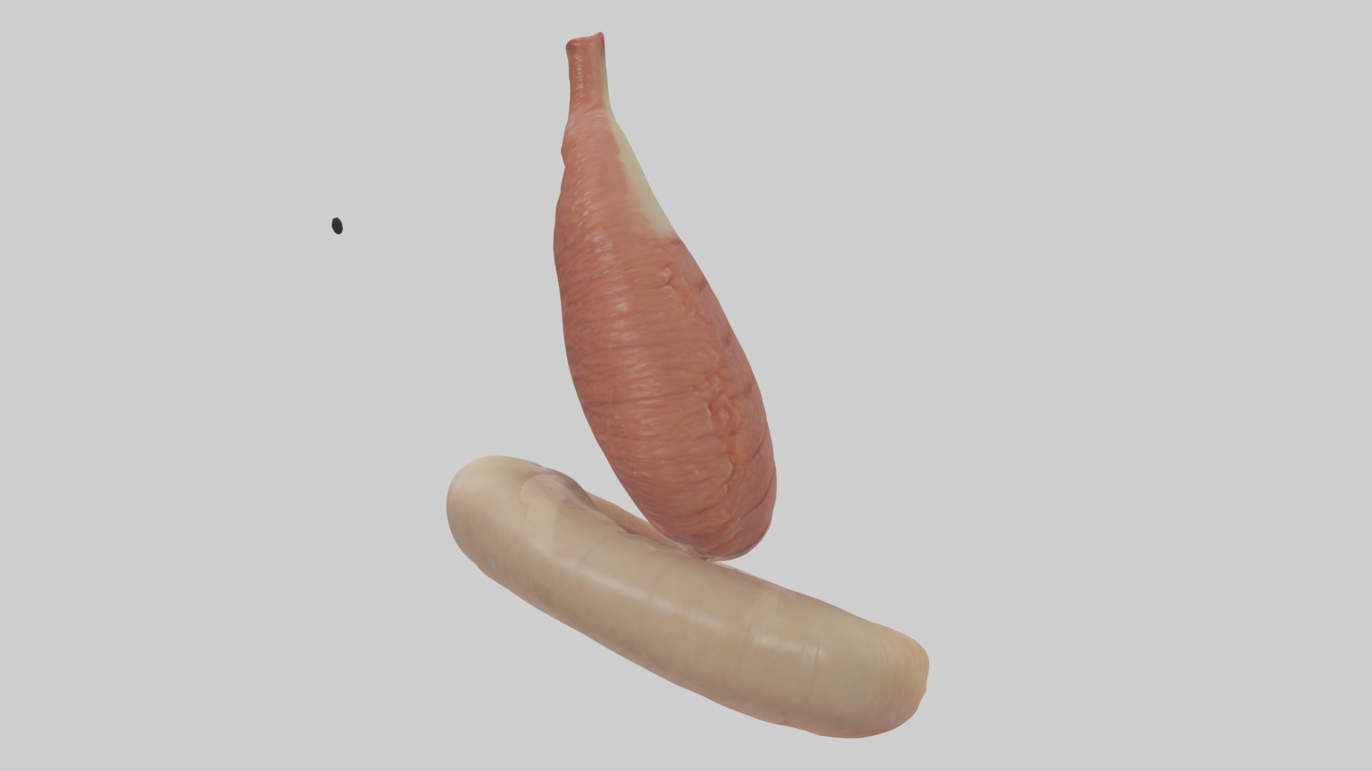 Human Appendix Model | Fab
